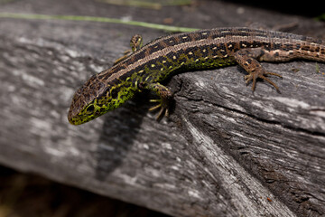 Lacerta agilis. Sand lizard lounging on a piece of old gray wood. Close-up.