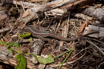 Lacerta agilis. A green sand lizard in the garden.