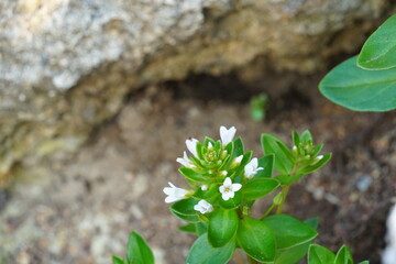 海岸に咲くハマボッスの花