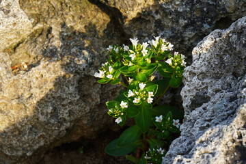 海岸に咲くハマボッスの花