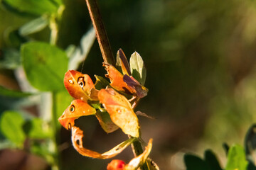 leaf on its branch