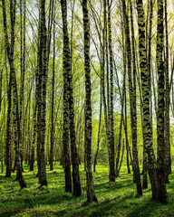 Fototapeta na wymiar Grove of birches with young green leaves at sunset or sunrise in summer.