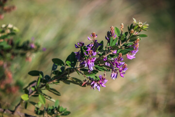 Nature wallpaper of leaf and violet flower on blur background