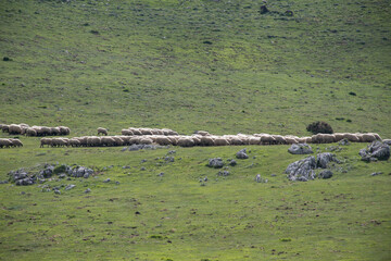 ovejas en el campo