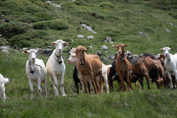 Obraz premium cabras en la montaña