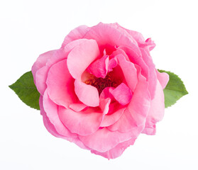 Pinky rose isolated on the white background