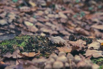 mushroom in the forest