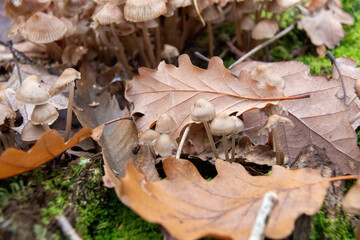 mushroom in the forest