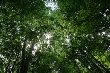 Fototapeta premium sun shining through the green trees background