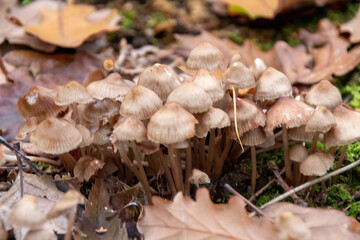 mushroom in the forest