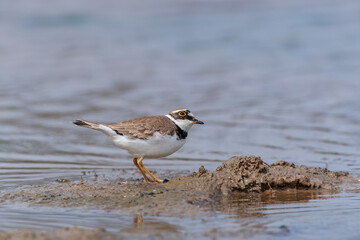 Little Ringed Plover (Charadrius dubius) feeding in the swamp