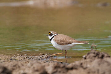 Little Ringed Plover (Charadrius dubius) feeding in the swamp