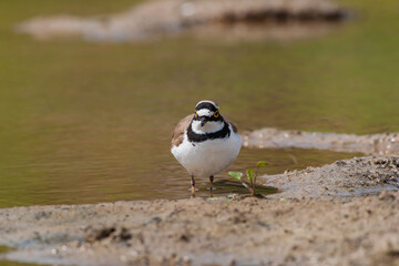 Little Ringed Plover (Charadrius dubius) feeding in the swamp