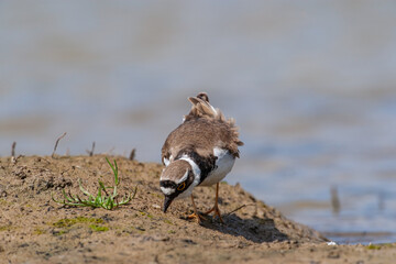 Little Ringed Plover (Charadrius dubius) feeding in the swamp