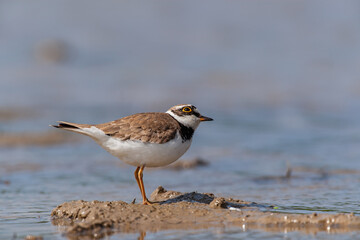 Little Ringed Plover (Charadrius dubius) feeding in the swamp