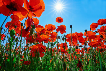 Blooming red poppy flowers in green field against blue sky with sunbeam rays, Beautiful natural...