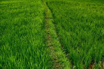 green rice field