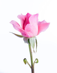 Blooming of pink rose flower on white background. Beautiful pink rose bud