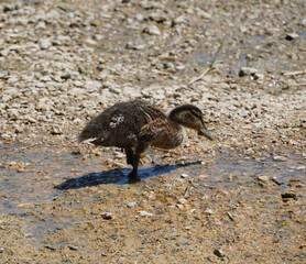 Junge Ente am Chiemsee 