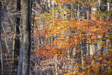 autumn forest in the autumn