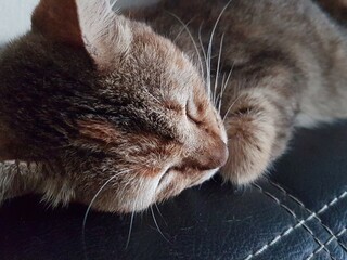 Close-Up cat sleeping in bed.closed eyes and paw together dreaming wonderful during morning sunlight.Close up shot.Blurred Background.