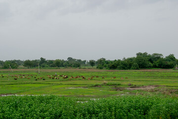 Obraz premium Herd of goats