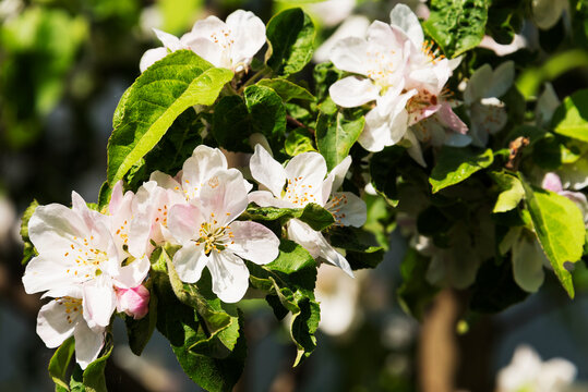 Flowering apple tree branch with white-pink inflorescences