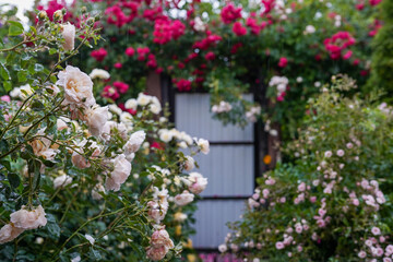 Large hanging rose bush over the metal entrance gate. Beautiful summer roses blooms in old town