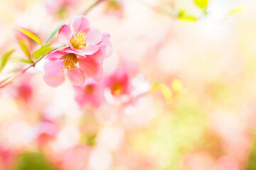 Fototapeta na wymiar Pink blossom flowers on blurred background. sign of spring