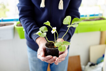 Old man gardening in home greenhouse. Men's hands holding strawberry seedling in the pot, selective...