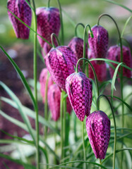 Bright flowers of hazel grouse in spring. Close-up with selective focus, vertical photo.
