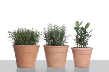 Fototapeta na wymiar Pots with thyme, bay and rosemary on white background