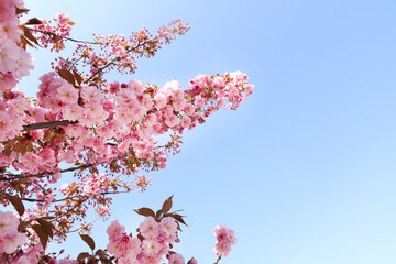 Beautiful blossoming sakura tree against blue sky, closeup. Space for text