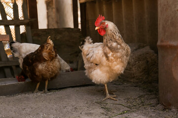 Many beautiful hens in yard. Domestic animals