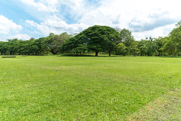 Green trees with Beautiful meadow in the park