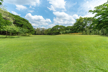 Green trees with Beautiful meadow in the park