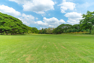 Fototapeta na wymiar Green trees with Beautiful meadow in the park