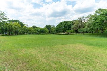 Fototapeta na wymiar Green trees with Beautiful meadow in the park