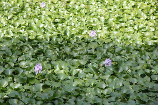 浮草 Images Browse 576 Stock Photos Vectors And Video Adobe Stock