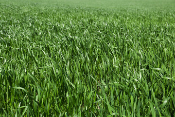 Beautiful agricultural field with ripening cereal crop