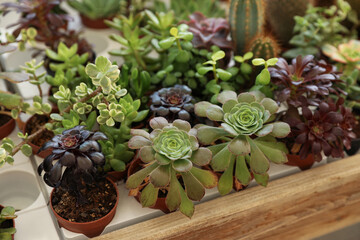 Many different beautiful succulent plants on table