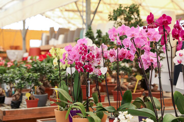 Fototapeta na wymiar Many beautiful colorful orchids in garden center