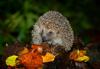 Hedgehog, Scientific name: Erinaceus Europaeus.  Wild, native, European hedgehog in Autumn, foraging in woodland at night.   Close up, facing front.  Space for copy.