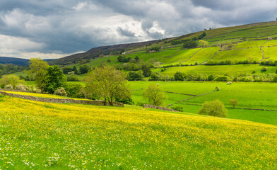 Wildflower meadows in early Summer with bright yellow buttercups, lush green fields and dramatic sky.  Swaledale, Yorkshire Dales, UK.  Horizontal.  Copy space.