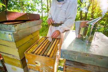 Beekeeper is examining his beehives in forest. Beekeeping professional occupation.