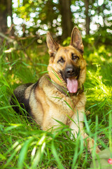 Portrait of a german shepherd lying on the green grass. Cute purebred brown fur pet outside in the park on the lawn. Beauty friend and guardian. Lovely playful adult dog. High quality photo