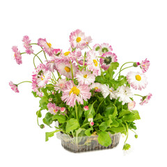 Bouquet of daisy flowers. A gift, a present from the garden to the family on the day of the event. Home decoration, interior design with your own hands. Plants from nature ecological in a vase.