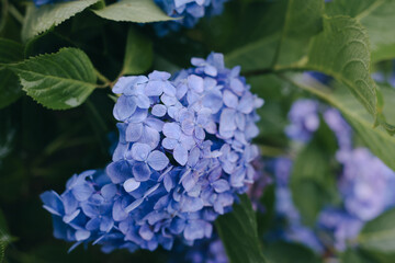 Hydrangea , beautiful violet flowers in early summer season. 