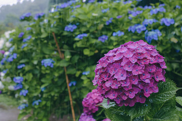 Hydrangea , beautiful violet flowers in early summer season. 