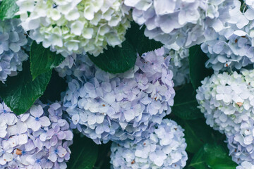 Hydrangea , beautiful violet flowers in early summer season. 